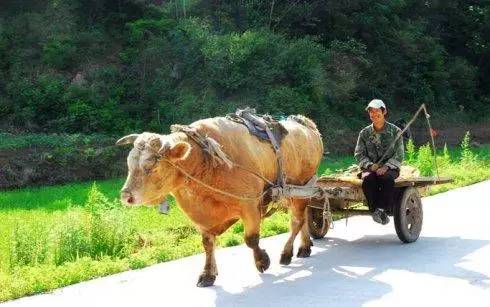 多少牛可以拉走汽车